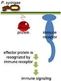 Host immune signaling is induced after recognition of a bacterial effector protein