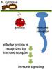 Host immune signaling is induced after recognition of a bacterial effector protein
