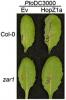 HopZ1a is recognized in Col-0 wild type plants, causing a defense response while zar1 mutants lose the defense response